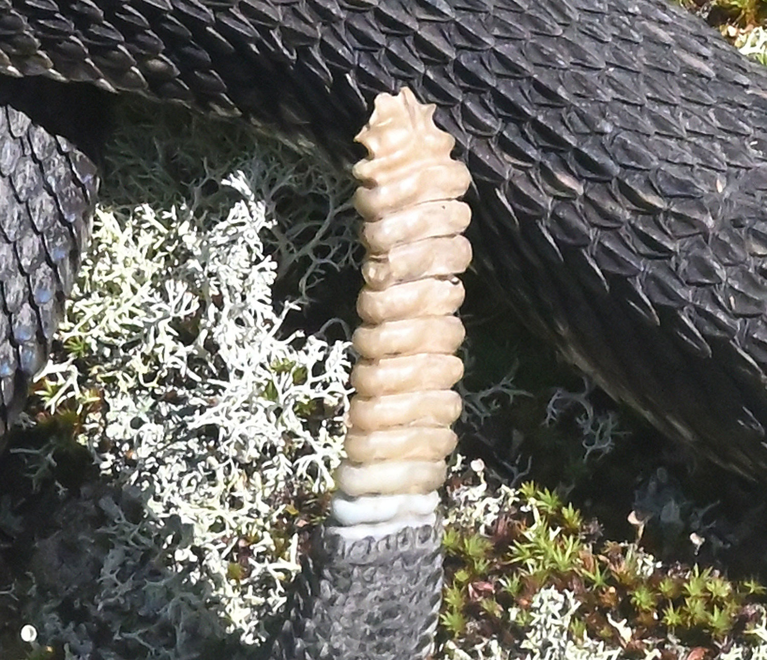 Here is a close-up of the rattle segments of the rattlesnake. Each segment is a separate piece of keratin that is held together by a tongue and groove arrangement. The top segment shows what the “tongue” part of a rattle segment looks like. Several segments are missing from the top section shown here; if all were intact, the segments would taper down to a point where a small “birth button” would appear. A young (neonate) rattlesnake sheds soon after birth.